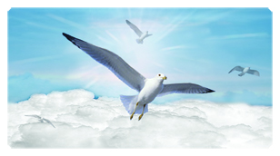 DSC700 101 BL Journey Home Clouds Birds Blue